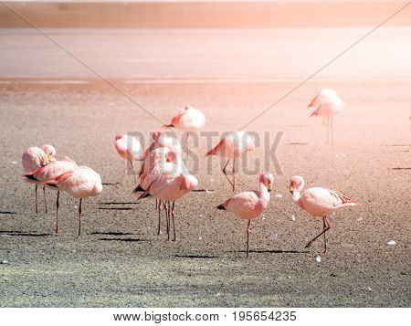 Pink flamingos at saline lake Laguna Hedionda, Andean Altiplano, Bolivia, South America.