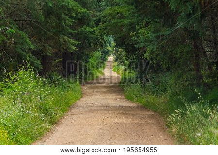 Dirty Forest road in Cercal Alentejo Portugal