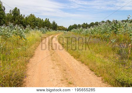 Farm Road In Vale Seco, Cercal
