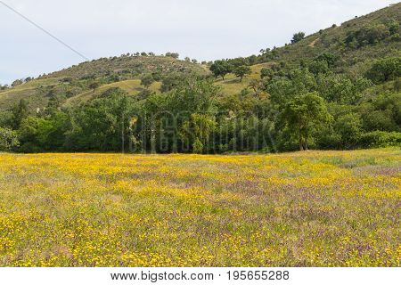 Farm Field With  Flowers In Cercal