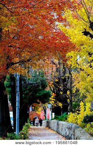 the change concept : Maple leaf on the tree when the leaves change color in Japan Leaves change color