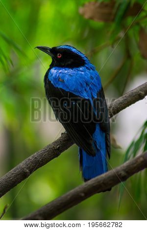 Fairy-bluebirds are small passerine bird species found in forests and plantations in tropical southern Asia and the Philippines. They are the sole members of the genus Irena and family Irenidae and are related to the ioras and leafbirds. 
