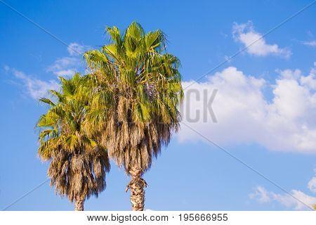 High lush green palm trees against blue sky with clouds on a sunny day