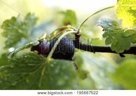 Currant and gooseberry hybrid Josta berries in the garden