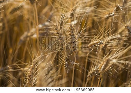 Golden Wheat Field And Sunny Day