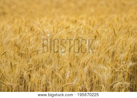 Golden Wheat Field And Sunny Day