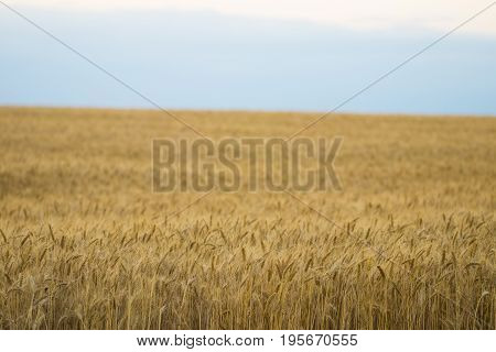 Golden Wheat Field And Sunny Day