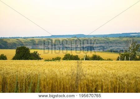 Golden Wheat Field And Sunny Day