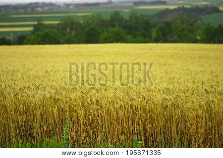 Golden Wheat Field And Sunny Day