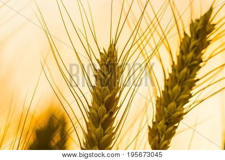 Golden Wheat Field And Sunny Day