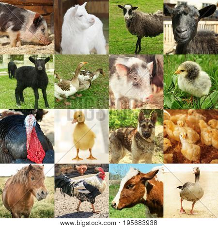 Collage with different cute animals