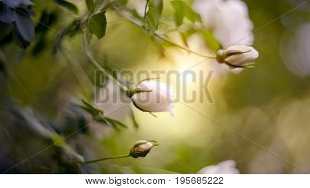 Dogrose flowers bud on a branch in the summer.