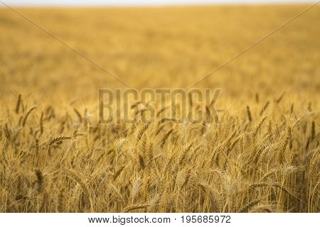 Golden Wheat Field And Sunny Day