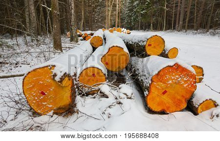 Stack of alder tree logs under snow by road, Bialowieza Forst, Poland, Europe