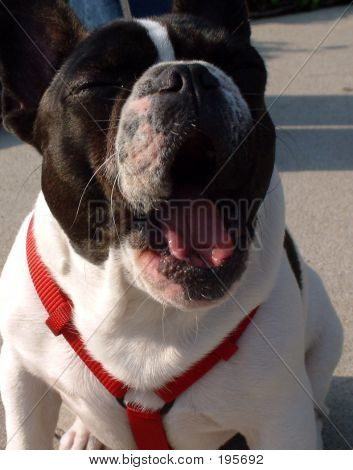 Chien bâillement