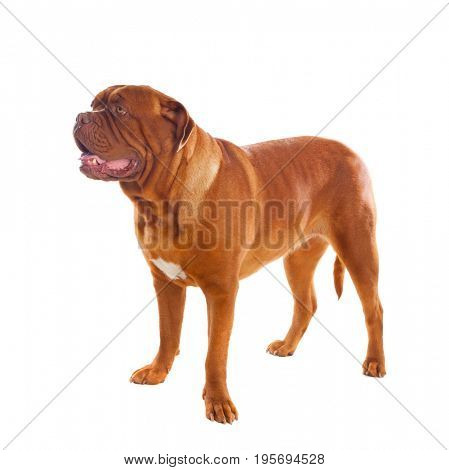 Close-up of Dogue de Bordeaux isolated on a white background