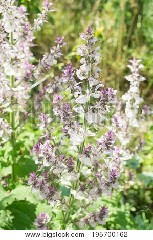Inflorescence of a clary sage. Medicinal plant