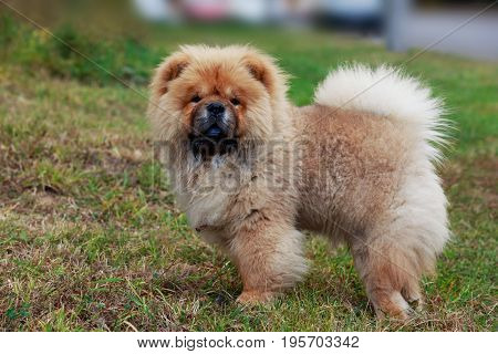 Dog breed chow chow in green grass