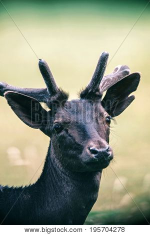 Headshot Of Young Fallow Deer Buck With Velvet Pedicles.