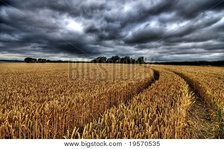 극적인 하늘 배경으로 황금 wheatfield의 HDR 이미지