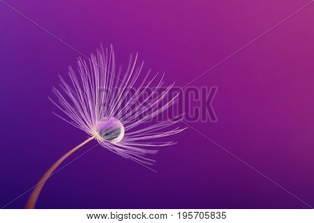 a single dandelion seed with a water droplet inside