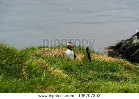 Puffins breed in large colonies on coastal cliffs or offshore islands