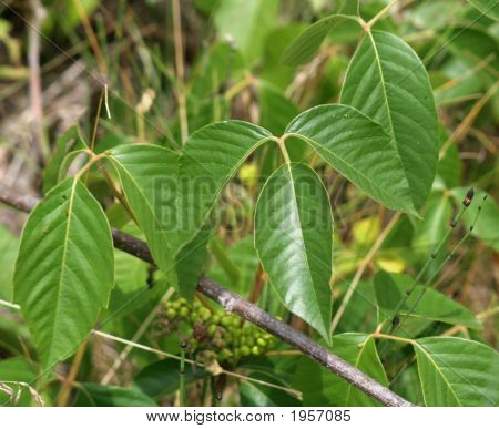 Několik stonků Poison Ivy