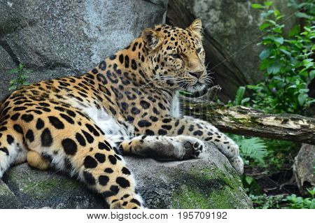 An Amur leopard in the outdoors during summer
