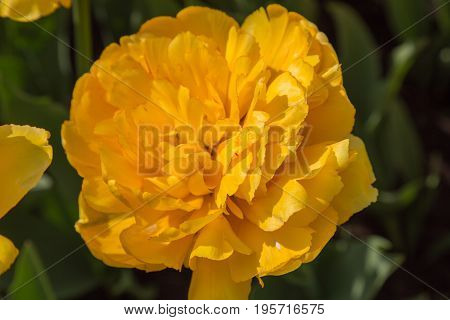 Beautiful bright yellow flower blooming outdoor close up