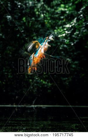 Sequence Of Common Kingfisher With Fish In Beak Taking Off Out Of River.