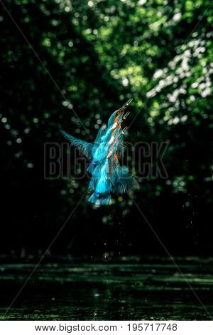 Sequence Of Common Kingfisher With Fish In Beak Taking Off Out Of River.