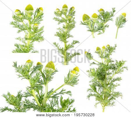 Pineapple weed or wild chamomile (Matricaria discoidea) isolated on white background. Medicinal plant