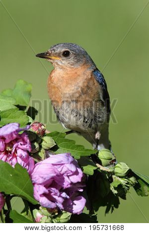 Female Eastern Bluebird (Sialia sialis) on a perch with flowers
