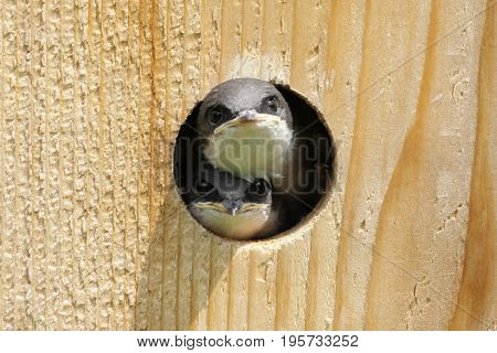 Tree Swallow (tachycineta bicolor) looking out of a bird house