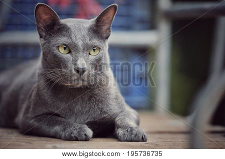 Cat, Siamese cat in Thailand, very cute, funny and smart cat in the world