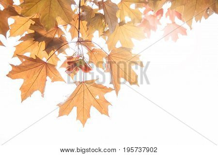 maple leaves and maple keys on a twig in autumn Sycamore keys Acer pseudoplatanus.