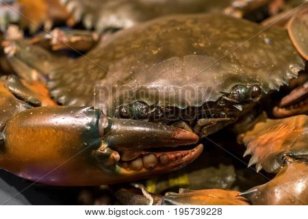 Fresh Raw Crab ready to cook