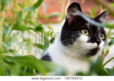 The cat climbed high on the tree
