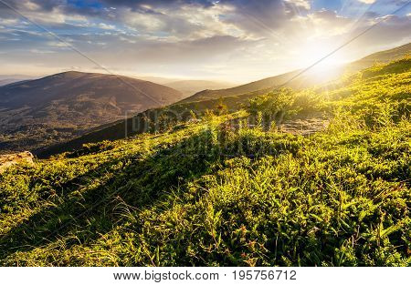 grassy meadow on hillside of mountain ridge on a beautiful sunny summer sunset. wonderful Carpathian landscape