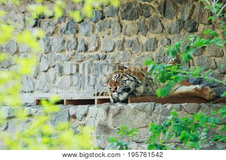 Big tiger is resting in the zoo