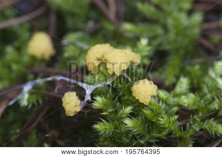 Ceratiomyxa fruticulosa mushrooms on an old stump