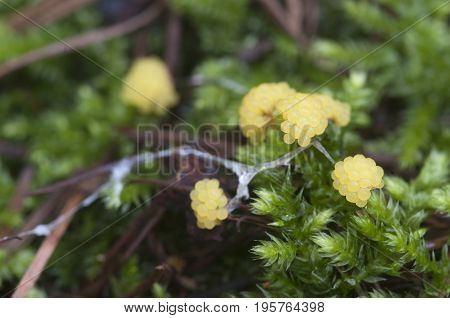 Ceratiomyxa fruticulosa mushrooms on an old stump