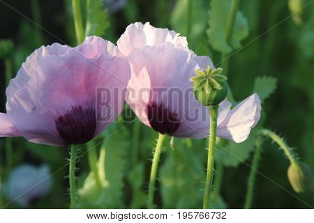 Purple sleepy poppy in summer garden with sun and wind