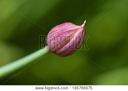 Blooming ornamental chive in the garden / close-up macro