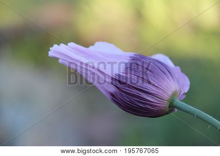 Purple sleepy poppy in summer garden with sun and wind