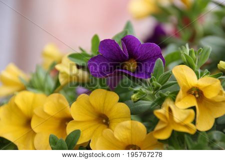 Colorful macro petunias flowers summer flower in garden background