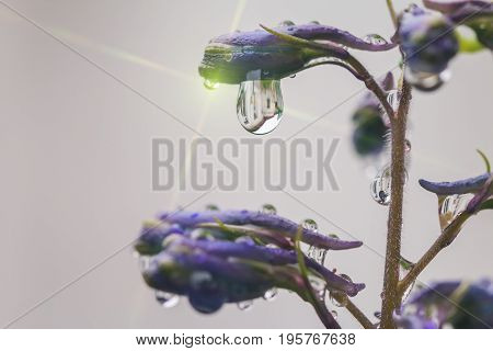 Larkspur purple flowers, Delphinium elatum with water drops after rain in a garden, close up