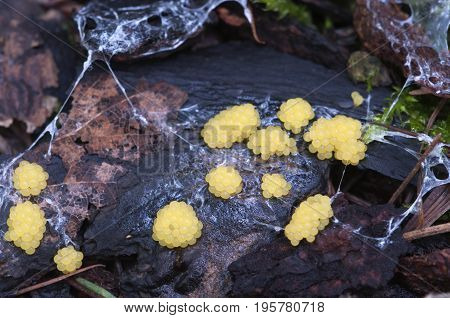 Ceratiomyxa fruticulosa mushrooms on an old stump