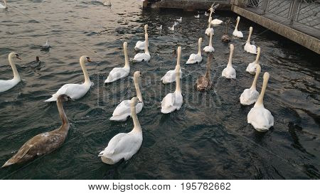 Many swimming swans follow the leader on the green lake