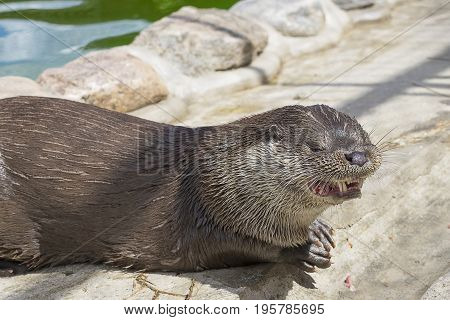 Predatory river otter opens the mouth and shows sharp fangs